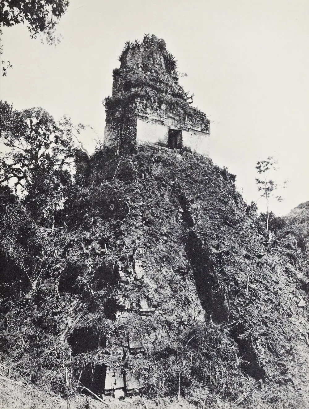 El Templo I de Tikal, fotografiado en 1895 o 1904: una pirámide cubierta de árboles y raíces, con el templo y su crestería asomando en la cima.
